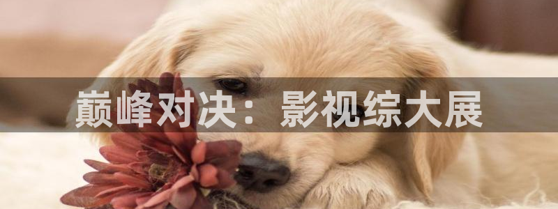 红叶电影：巅峰对决：影视综大展